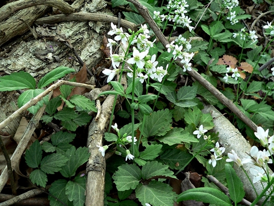 {Cardamine diphylla}